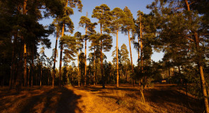 Владимирские вековые сосны