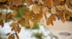 Владимирская осень от Сергея Лакеева