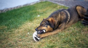 Владимирские животные от Сергея Лакеева