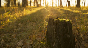 Владимирский пенек