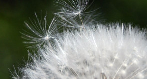 Выглянуло солнышко из облаков