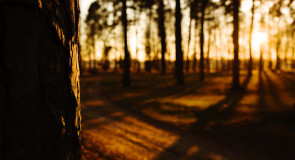 Ноябрьский закат в сосновом бору