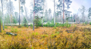 Осень на Вербовском, ноябрь