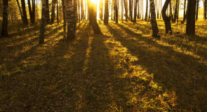 Осень творит чудеса!