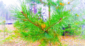 Очарование ноября, г. Муром, Вербовский