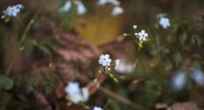 Последние цветочки в этом году