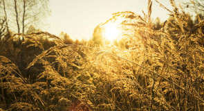 Каждый день по фотографии солнечной осени