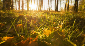 Туман и солнце во Владимирской области