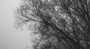 7.11.2015; Good fog morning. Just little «tlennota»