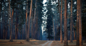 Гусь-Хрустальный район: Мистический лес