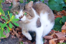 Владимирский котопост!