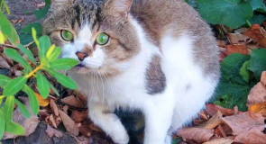 Владимирский котопост!