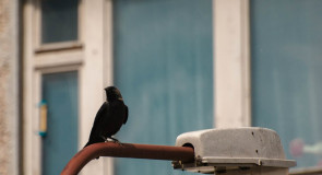 Летние зарисовки от Бориса Пучкова