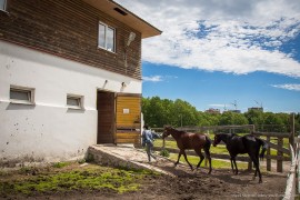 Лошади в Парке «Дружба», Владимир