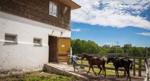 Лошади в Парке «Дружба», Владимир