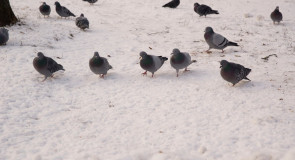 Местные голуби. Вред или польза?