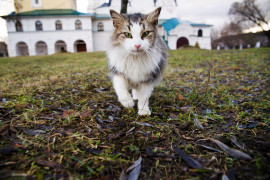 Монастырская кошка. г. Киржач