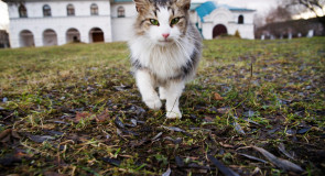 Монастырская кошка. г. Киржач