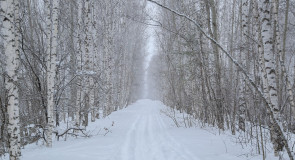На муромской дорожке
