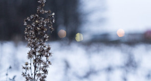 02122015 — Парк Дружбы, Владимир