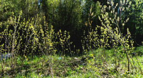 Парк Сказка, г. Гусь-Хрустальный 07.05.2015