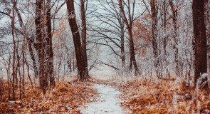 Пейзажи Владимира. Осенний иней