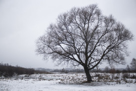 01122015 — Пойма реки Клязьмы