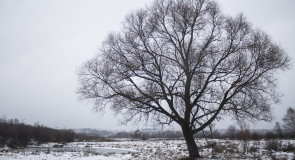 01122015 — Пойма реки Клязьмы