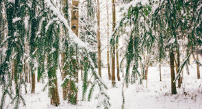 Прогулка по Владимирскому лесу с Сергеем Кравцовым