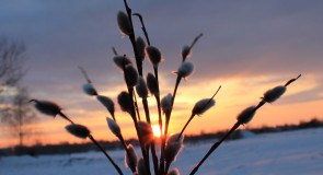 Рассвет весны