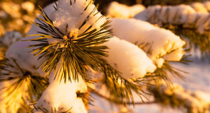 Снежное утро