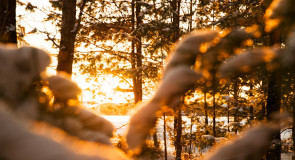 Солнечное утро в морозный день