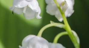 Флора Владимирской области