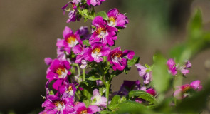 Цветы нашего города