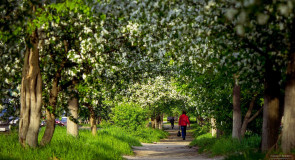 Цветущий Ковров