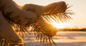 Декабрьское утро 2015