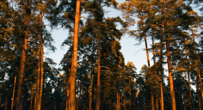 Сосновый бор