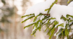 Доброе снежное утро