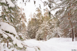 Зимний владимирский лес