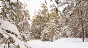 Зимний владимирский лес