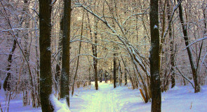 Парк «Дружба». Природа Владимирского края