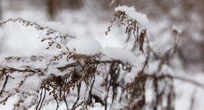 Фото-вылазка на о.Пакино