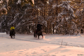 Вечерняя конная прогулка