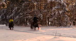 Вечерняя конная прогулка