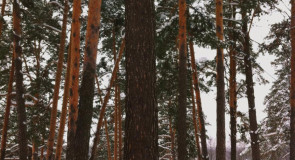 Владимирская область, пгт. Красная Горбатка, парк «Землянина»