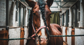Госконюшня «Заклязьменская»