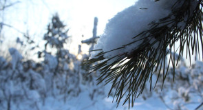 Красота природы Гусь-Хрустального района