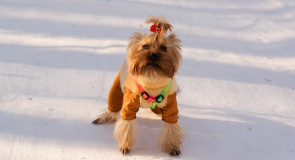 Милая собачка в Парке Дружба