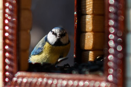 Птицы в Лесном парке «Дружба»