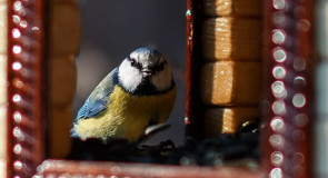 Птицы в Лесном парке «Дружба»